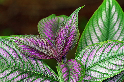 Milyen növény a Strobilanthes dyerianus?