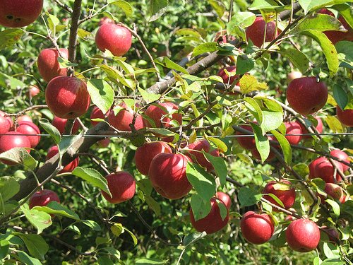 Krizantém: ha ezekre figyelsz, tele lesz virággal