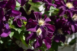 Klematisz: ha ezekre figyelsz, akkor roskadozni fog a virágoktól