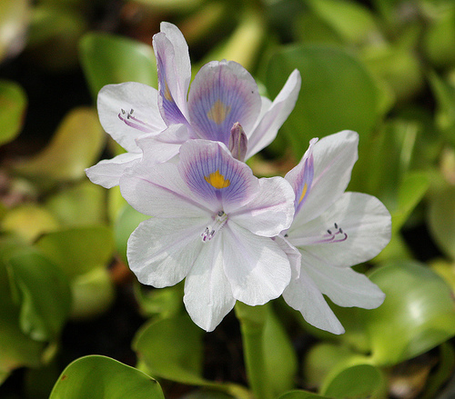 Mire figyeljünk a vízijácint telepítésekor?