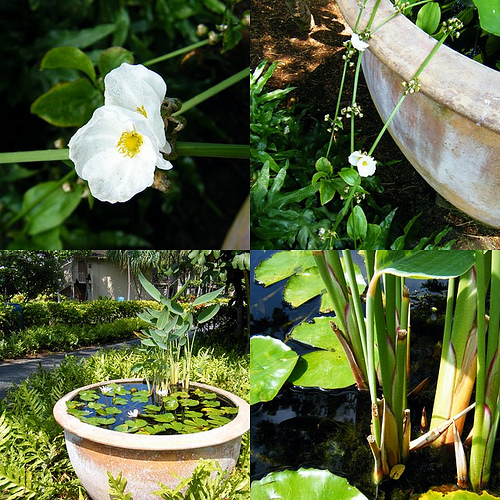 Krizantém: ha ezekre figyelsz, tele lesz virággal