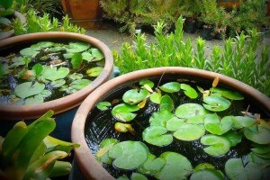 Hogyan építsünk vízikertet tó ásása nélkül?
