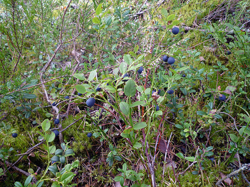 Mikor szedjük le a fekete áfonyát?