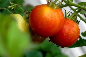 Zöldségek, amelyek egész évben teremnek