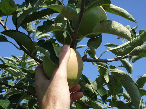Ismerjük meg az almafákat! - A törpe Granny Smith almafa