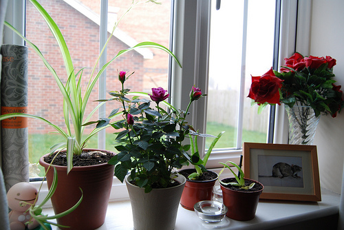 Hogyan neveljünk rózsát a lakásban?