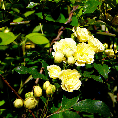 Krizantém: ha ezekre figyelsz, tele lesz virággal