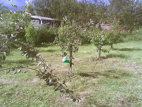 Krizantém: ha ezekre figyelsz, tele lesz virággal