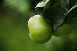 Az almafák metszése és védelme