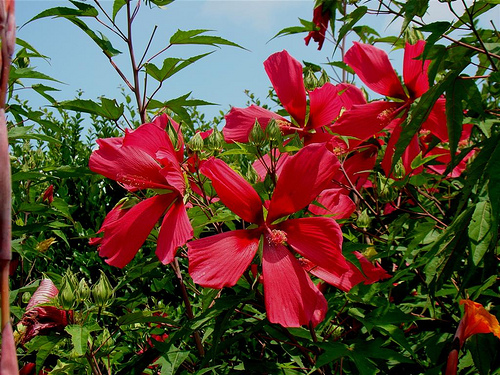 Krizantém: ha ezekre figyelsz, tele lesz virággal