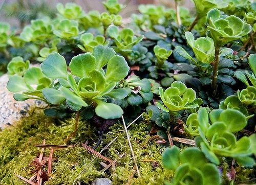 Mire jók a talajtakaró növények?