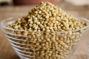 Mi a különbség a korianderlevél és a koriandermag között?