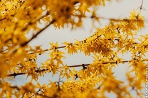 Mikor kell metszeni az aranyvesszőt (aranyesőt)? Elmondjuk