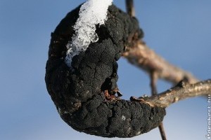 Milyen kártevőkkel találkozhatunk nyárig?