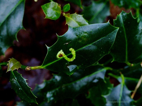 Hogyan védekezzünk a tölgyet megtámadó levélaknázó moly ellen?