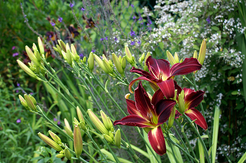 Krizantém: ha ezekre figyelsz, tele lesz virággal