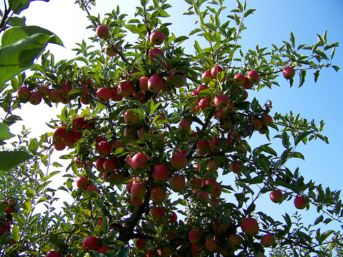Mire figyeljünk a törpe Gala almafa csemete választásakor?