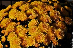 Hogyan gondozzuk a krizantémot, hogy roskadozzon a virágoktól?