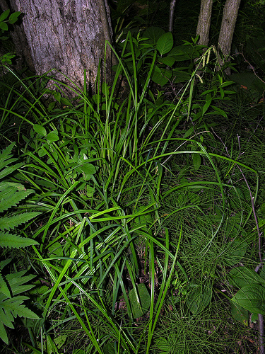 Krizantém: ha ezekre figyelsz, tele lesz virággal