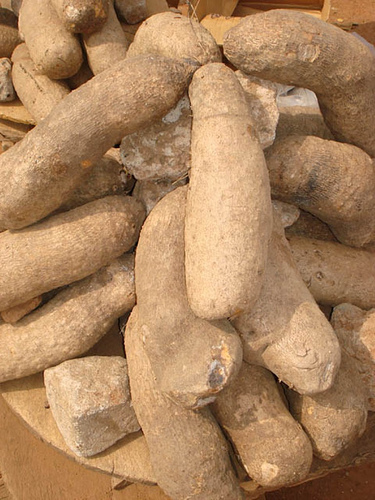 Hogyan neveljünk jamszgyökeret (Dioscorea)?