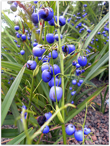 Hogyan gondozzuk a Dianella virágot?