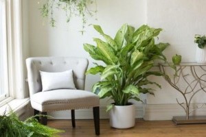 A legszebb leveles szobanövény: a buzogányvirág (Dieffenbachia)