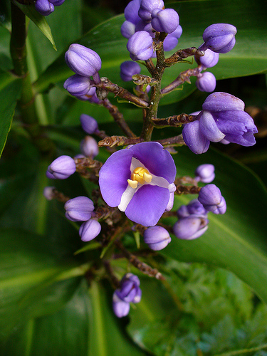 Hogyan szaporítsuk a Dichorisandra virágot?