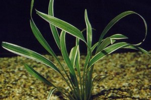 Hogyan gondozzuk a csokrosindákat (Clorophytum)?