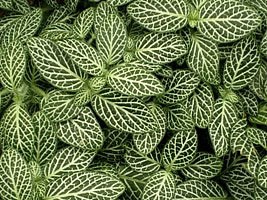 Hogyan szaporítsuk a Chamaeranthemum növényeket?