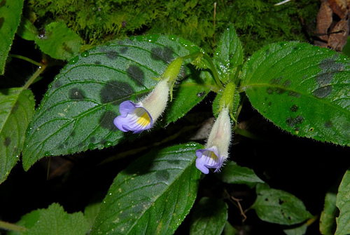 Mit kell tudni a Chirita virágról?