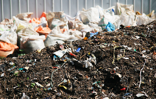 Krizantém: ha ezekre figyelsz, tele lesz virággal