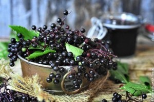 Hogyan készítsünk a bodzabogyóból mennyei öntetet?