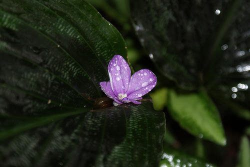 A Kaempferia virágok gondozása