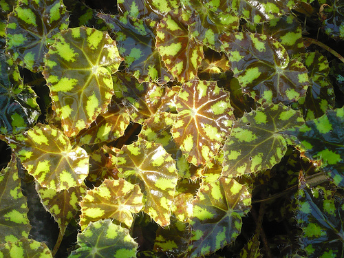 Ismerjük meg a hamuvirág egyik változatát! - Ligularia tussilaginea ´Aureomaculata´