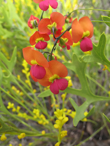 Milyen dísznövény a taréjosbab (Kennedia)?