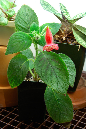 Hogyan gondozzuk a peremvirágot (Kohleria)?