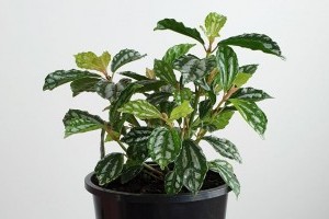 Ismerjük meg az ezüst pileát (Pilea cadieri)!