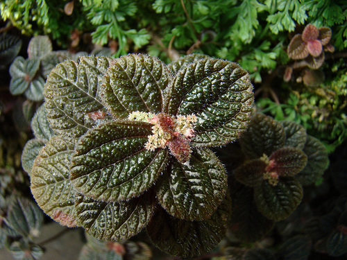 Mit kell tudni az üvegcsalánról (Pilea)?