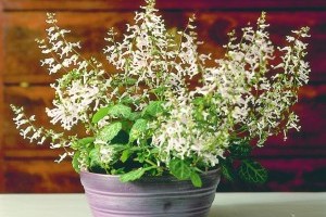 Ültessünk mi is kakassarkantyút (Plectranthus)!