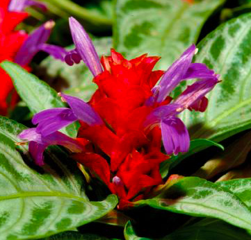 A Porphyrocoma virág gondozása