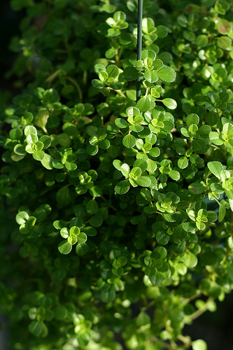 Ismerjük meg a pilea egyik változatát! - Pilea depressa