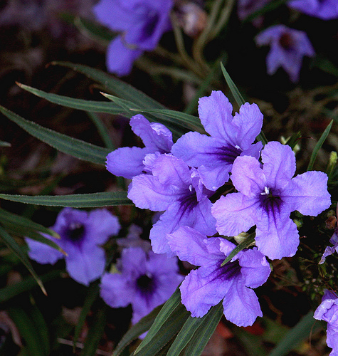 Hogyan neveljünk otthon Ruellia cserjét?