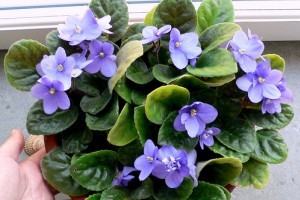 Díszítsük otthonunkat afrikai ibolyával (Saintpaulia)!