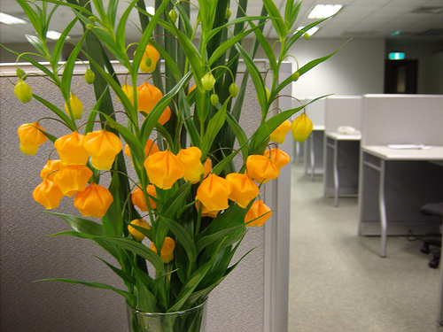 Krizantém: ha ezekre figyelsz, tele lesz virággal