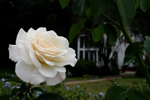 Ismerjük meg a rózsákat! - A Paloma Blanca rózsa
