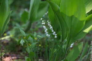 Milyen növényeket ültessünk a fák alá?