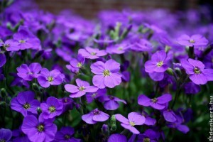 Ezek a legszebb lila színű virágok