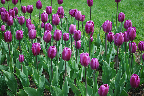 Lila színű növények - Hogyan díszítik a kerünket? - 2. rész