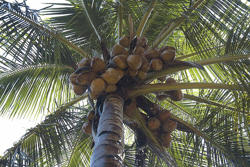 Krizantém: ha ezekre figyelsz, tele lesz virággal