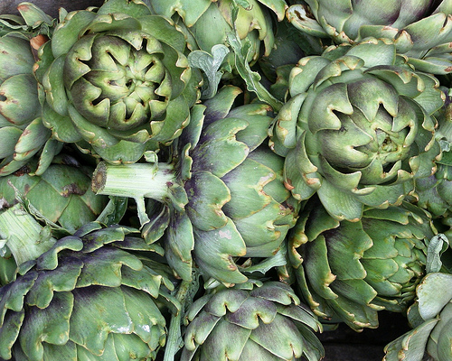 Krizantém: ha ezekre figyelsz, tele lesz virággal